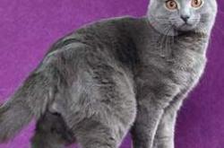 爱游戏在线登录-夏特尔队连续不败，球队氛围良好